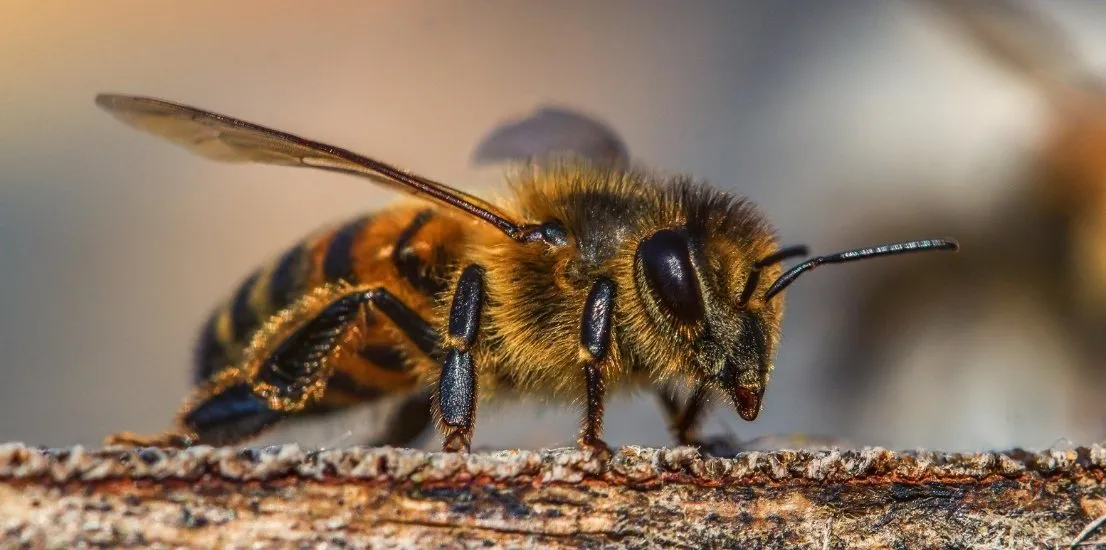 Pest Control Company in Agoura Hills
