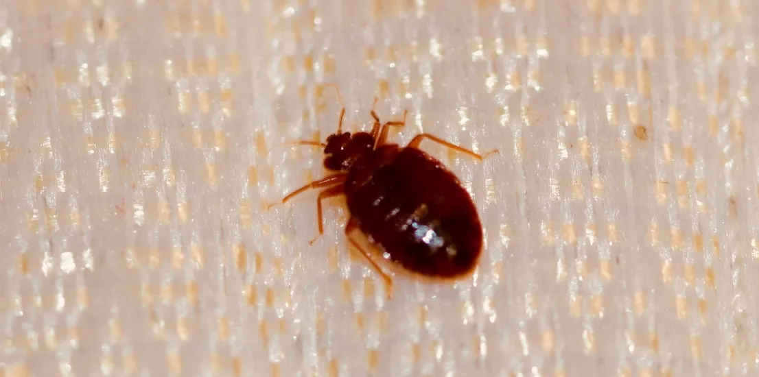 Pest Control Granada Hills
