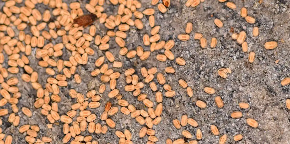 Termite Inspection in Hidden Hills CA