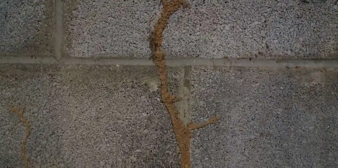 Termite Inspection in Malibu