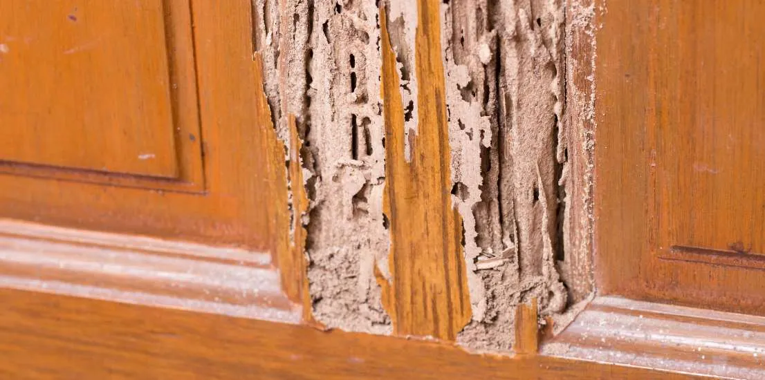 Termite Inspection Thousand Oaks