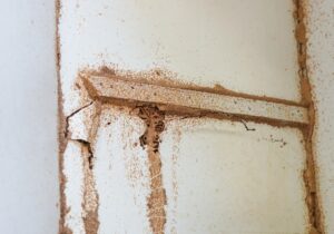 Pest Control Termite Treatment – Terminating Termites
